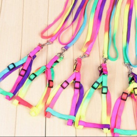 Pet Collars/Leads